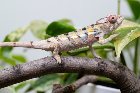 Locale Cross From "Ron Mangatrakatraka" (AKA Ron Burgundy) x "Star Crossed" - Hatched March - April 2026 - Male #3