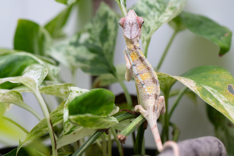 Locale Cross From "Ron Mangatrakatraka" (AKA Ron Burgundy) x "Star Crossed" - Hatched March - April 2026 - Male #3