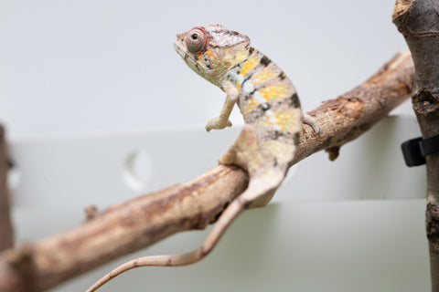 Locale Cross From "Ron Mangatrakatraka" (AKA Ron Burgundy) x "Star Crossed" - Hatched March - April 2026 - Male #3