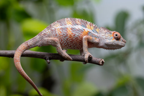 Pick Of Litter Ambilobe From "Ron Mangatrakatraka" (AKA Ron Burgundy) x "Vola" (AKA Silver) - Hatched March 2026 - Male #1
