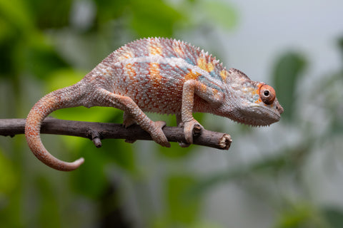 Pick Of Litter Ambilobe From "Ron Mangatrakatraka" (AKA Ron Burgundy) x "Vola" (AKA Silver) - Hatched March 2026 - Male #1