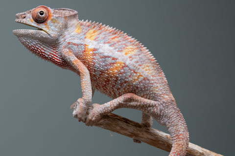Pick Of Litter Ambilobe From "Ron Mangatrakatraka" (AKA Ron Burgundy) x "Vola" (AKA Silver) - Hatched March 2026 - Male #1