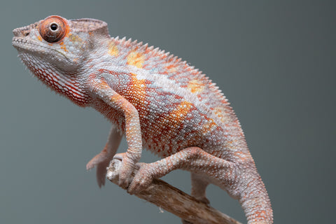 Pick Of Litter Ambilobe From "Ron Mangatrakatraka" (AKA Ron Burgundy) x "Vola" (AKA Silver) - Hatched March 2026 - Male #1