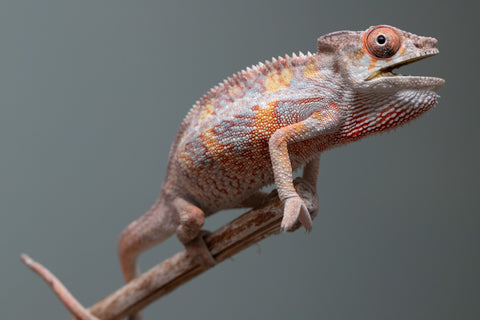 Pick Of Litter Ambilobe From "Ron Mangatrakatraka" (AKA Ron Burgundy) x "Vola" (AKA Silver) - Hatched March 2026 - Male #1