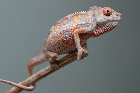 Pick Of Litter Ambilobe From "Ron Mangatrakatraka" (AKA Ron Burgundy) x "Vola" (AKA Silver) - Hatched March 2026 - Male #1