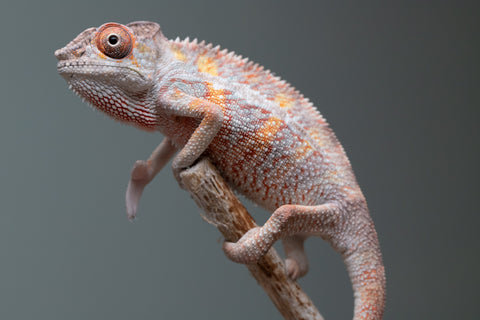Pick Of Litter Ambilobe From "Ron Mangatrakatraka" (AKA Ron Burgundy) x "Vola" (AKA Silver) - Hatched March 2026 - Male #1