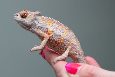 Pick Of Litter Ambilobe From "Ron Mangatrakatraka" (AKA Ron Burgundy) x "Vola" (AKA Silver) - Hatched March 2026 - Male #1