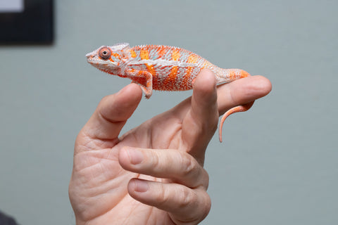 Pick Of Litter Ambilobe From "Ron Mangatrakatraka" (AKA Ron Burgundy) x "Vola" (AKA Silver) - Hatched March 2026 - Male #1