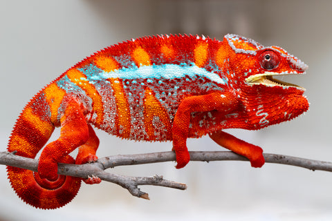 Pre-Order: Premiere Ambilobe group from "Ranomandry-afo" (AKA Ice Fire) x "Traika-anoano" (AKA Abundant Blessing) - Hatched: Nov 2025 - Ready to Ship: Jan - Feb