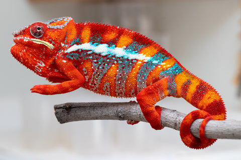 Pre-Order: Premiere Ambilobe group from "Ranomandry-afo" (AKA Ice Fire) x "Traika-anoano" (AKA Abundant Blessing) - Hatched: Nov 2025 - Ready to Ship: Jan - Feb