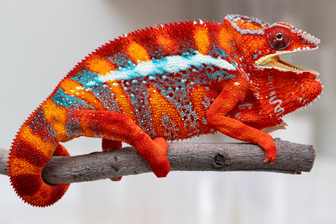 Pre-Order: Premiere Ambilobe group from "Ranomandry-afo" (AKA Ice Fire) x "Traika-anoano" (AKA Abundant Blessing) - Hatched: Nov 2025 - Ready to Ship: Jan - Feb