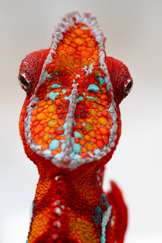 Pre-Order: Premiere Ambilobe group from "Ranomandry-afo" (AKA Ice Fire) x "Traika-anoano" (AKA Abundant Blessing) - Hatched: Nov 2025 - Ready to Ship: Jan - Feb