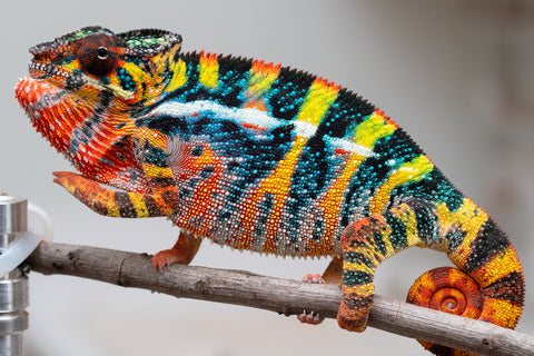 Pre-Order: Ambilobe Group From "Rehitra-anaty" (AKA All-In) x "Karana Fahavaratra" (AKA Indian Summer) - Hatched July 2026 - Ready To Ship Sept - Oct