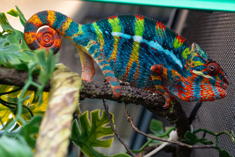 Pre-Order: Ambilobe Group From "Rehitra-anaty" (AKA All-In) x "Karana Fahavaratra" (AKA Indian Summer) - Hatched July 2026 - Ready To Ship Sept - Oct
