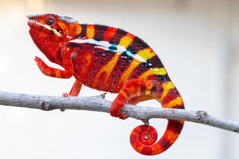 Pre-Order: Premiere Ambilobe group from "Roborobo-ony" (AKA Flaming River) x "Mandiso-ranoray" (Miss Universe) - Hatched July 2025 - Ready to Ship: Sept /Oct 25'