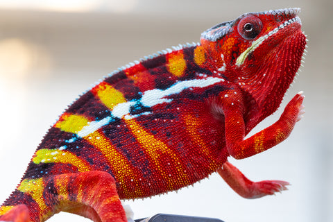 Pre-Order: Premiere Ambilobe group from "Roborobo-ony" (AKA Flaming River) x "Mandiso-ranoray" (Miss Universe) - Hatched July 2025 - Ready to Ship: Sept /Oct 25'