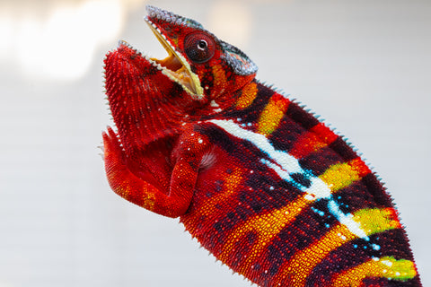 Pre-Order: Premiere Ambilobe group from "Roborobo-ony" (AKA Flaming River) x "Mandiso-ranoray" (Miss Universe) - Hatched July 2025 - Ready to Ship: Sept /Oct 25'