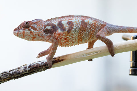 Holdbacks/Individuals: Ambilobe offspring from "Samihafa-mangaro" (AKA Special Blend) x "Sira" (AKA Salt) - Hatched September 24' - Female #1