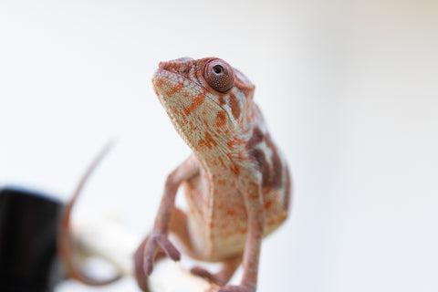 Holdbacks/Individuals: Ambilobe offspring from "Samihafa-mangaro" (AKA Special Blend) x "Sira" (AKA Salt) - Hatched September 24' - Female #1