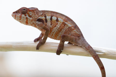 Holdbacks/Individuals: Ambilobe offspring from "Samihafa-mangaro" (AKA Special Blend) x "Sira" (AKA Salt) - Hatched September 24' - Female #2