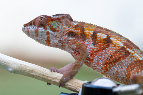 Holdbacks/Individuals: Ambilobe offspring from "Samihafa-mangaro" (AKA Special Blend) x "Sira" (AKA Salt) - Hatched September 24' - Female #2