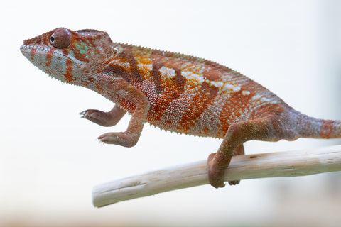 Holdbacks/Individuals: Ambilobe offspring from "Samihafa-mangaro" (AKA Special Blend) x "Sira" (AKA Salt) - Hatched September 24' - Female #2