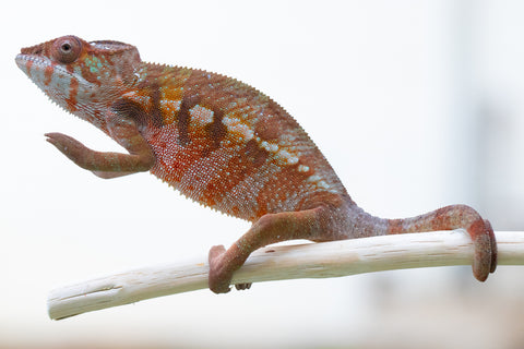 Holdbacks/Individuals: Ambilobe offspring from "Samihafa-mangaro" (AKA Special Blend) x "Sira" (AKA Salt) - Hatched September 24' - Female #2