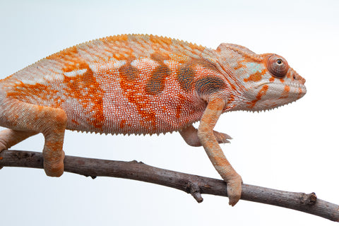 Holdbacks/Individuals: Ambilobe offspring from "Samihafa-mangaro" (AKA Special Blend) x "Sira" (AKA Salt) - Hatched September 24' - Female #3