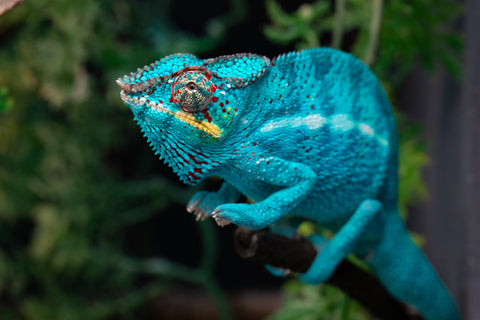 Pre-Order: Nosy Be Group From "Silky Johnson" x "Aayla Secura" - Hatched Sept 2026 - Ready to Ship Nov - Dec