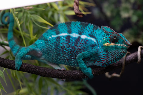 Pre-Order: Nosy Be Group From "Silky Johnson" x "Aayla Secura" - Hatched Sept 2026 - Ready to Ship Nov - Dec