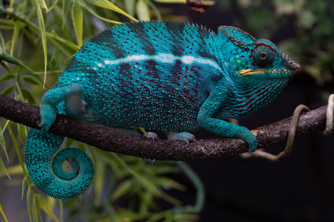 Pre-Order: Nosy Be Group From "Silky Johnson" x "Aayla Secura" - Hatched Sept 2026 - Ready to Ship Nov - Dec