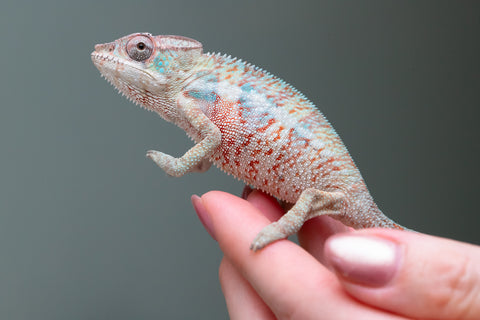 50/50 Locale Cross Group From "Tafio-drivotra" (AKA Hurricane) x "Chizuru Yoshida" - Hatched Aug 2026 - Male #1