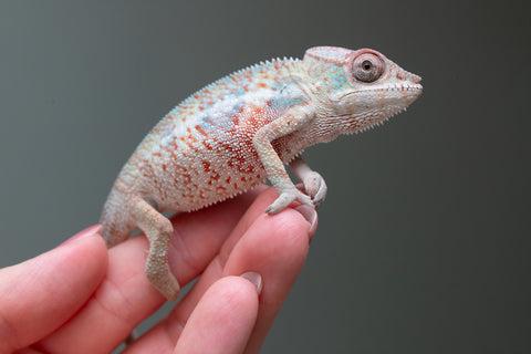 50/50 Locale Cross Group From "Tafio-drivotra" (AKA Hurricane) x "Chizuru Yoshida" - Hatched Aug 2026 - Male #1