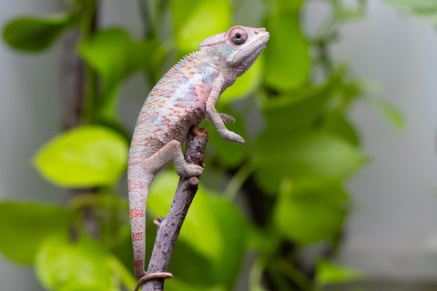 50/50 Locale Cross Group From "Tafio-drivotra" (AKA Hurricane) x "Chizuru Yoshida" - Hatched Aug 2026 - Male #1