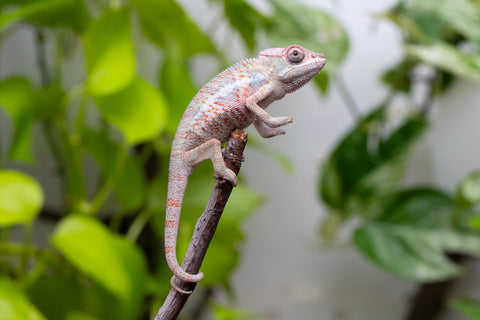 50/50 Locale Cross Group From "Tafio-drivotra" (AKA Hurricane) x "Chizuru Yoshida" - Hatched Aug 2026 - Male #1