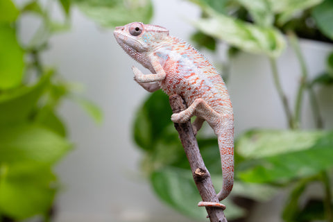 50/50 Locale Cross Group From "Tafio-drivotra" (AKA Hurricane) x "Chizuru Yoshida" - Hatched Aug 2026 - Male #1