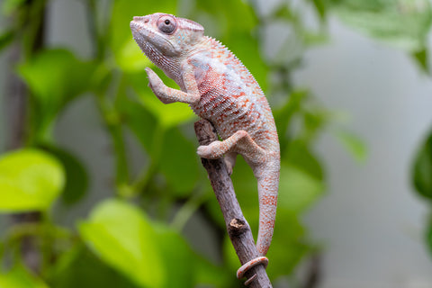 50/50 Locale Cross Group From "Tafio-drivotra" (AKA Hurricane) x "Chizuru Yoshida" - Hatched Aug 2026 - Male #1