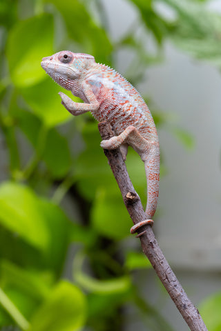 50/50 Locale Cross Group From "Tafio-drivotra" (AKA Hurricane) x "Chizuru Yoshida" - Hatched Aug 2026 - Male #1