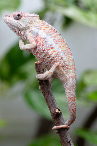 50/50 Locale Cross Group From "Tafio-drivotra" (AKA Hurricane) x "Chizuru Yoshida" - Hatched Aug 2026 - Male #1