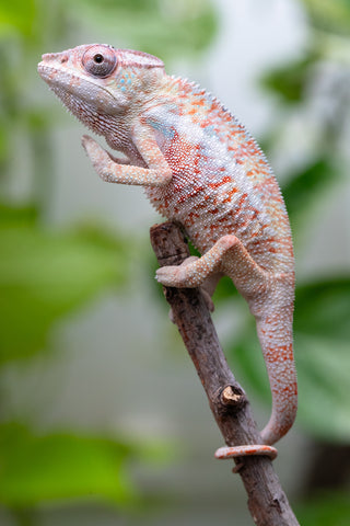 50/50 Locale Cross Group From "Tafio-drivotra" (AKA Hurricane) x "Chizuru Yoshida" - Hatched Aug 2026 - Male #1