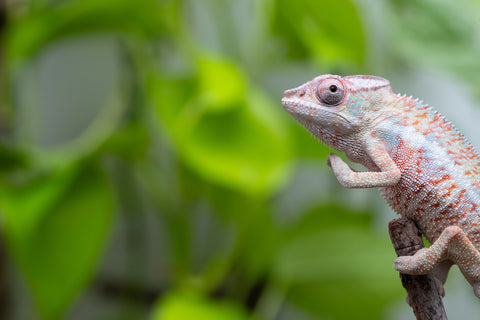 50/50 Locale Cross Group From "Tafio-drivotra" (AKA Hurricane) x "Chizuru Yoshida" - Hatched Aug 2026 - Male #1