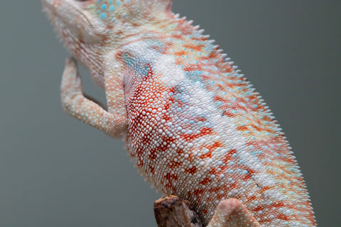50/50 Locale Cross Group From "Tafio-drivotra" (AKA Hurricane) x "Chizuru Yoshida" - Hatched Aug 2026 - Male #1