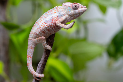 50/50 Locale Cross Group From "Tafio-drivotra" (AKA Hurricane) x "Chizuru Yoshida" - Hatched Aug 2026 - Male #1