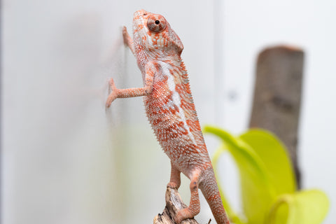 50/50 Locale Cross Group From "Tafio-drivotra" (AKA Hurricane) x "Chizuru Yoshida" - Hatched Aug 2026 - Male #1