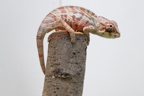 50/50 Locale Cross Group From "Tafio-drivotra" (AKA Hurricane) x "Chizuru Yoshida" - Hatched Aug 2026 - Male #2