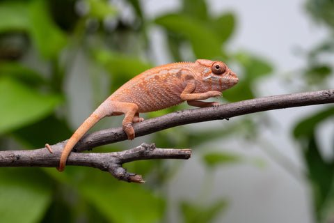 Ambilobe From "Tafio-dravotra" (AKA Hurricane) x "Miatoato" (AKA Linger) - Hatched May 2026 - Female #1