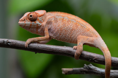 Ambilobe From "Tafio-dravotra" (AKA Hurricane) x "Miatoato" (AKA Linger) - Hatched May 2026 - Female #1