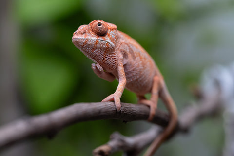 Ambilobe From "Tafio-dravotra" (AKA Hurricane) x "Miatoato" (AKA Linger) - Hatched May 2026 - Female #1