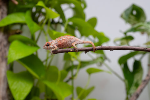 Ambilobe From "Tafio-dravotra" (AKA Hurricane) x "Miatoato" (AKA Linger) - Hatched May 2026 - Male #1