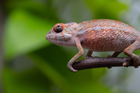 Ambilobe From "Tafio-dravotra" (AKA Hurricane) x "Miatoato" (AKA Linger) - Hatched May 2026 - Male #1
